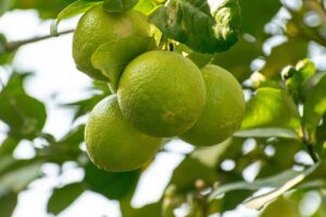 クエン酸を使った疲労回復の効果とは？