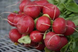 根菜を夏に食べるメリットとおすすめレシピは？